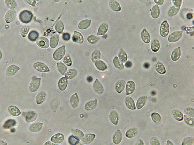 Perugia Quattro passi intorno a casa